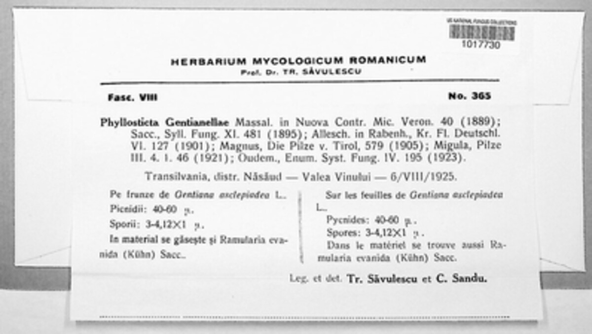 Asteromella gentianellae image